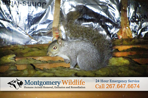 Montgomery County Squirrel Removal